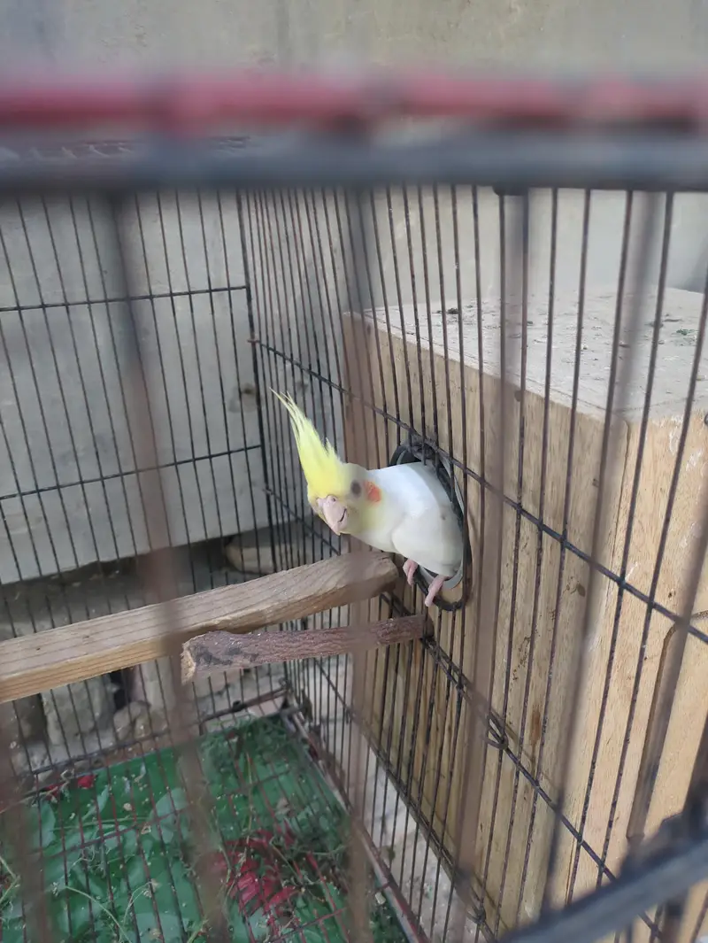 All parrot — photo 3