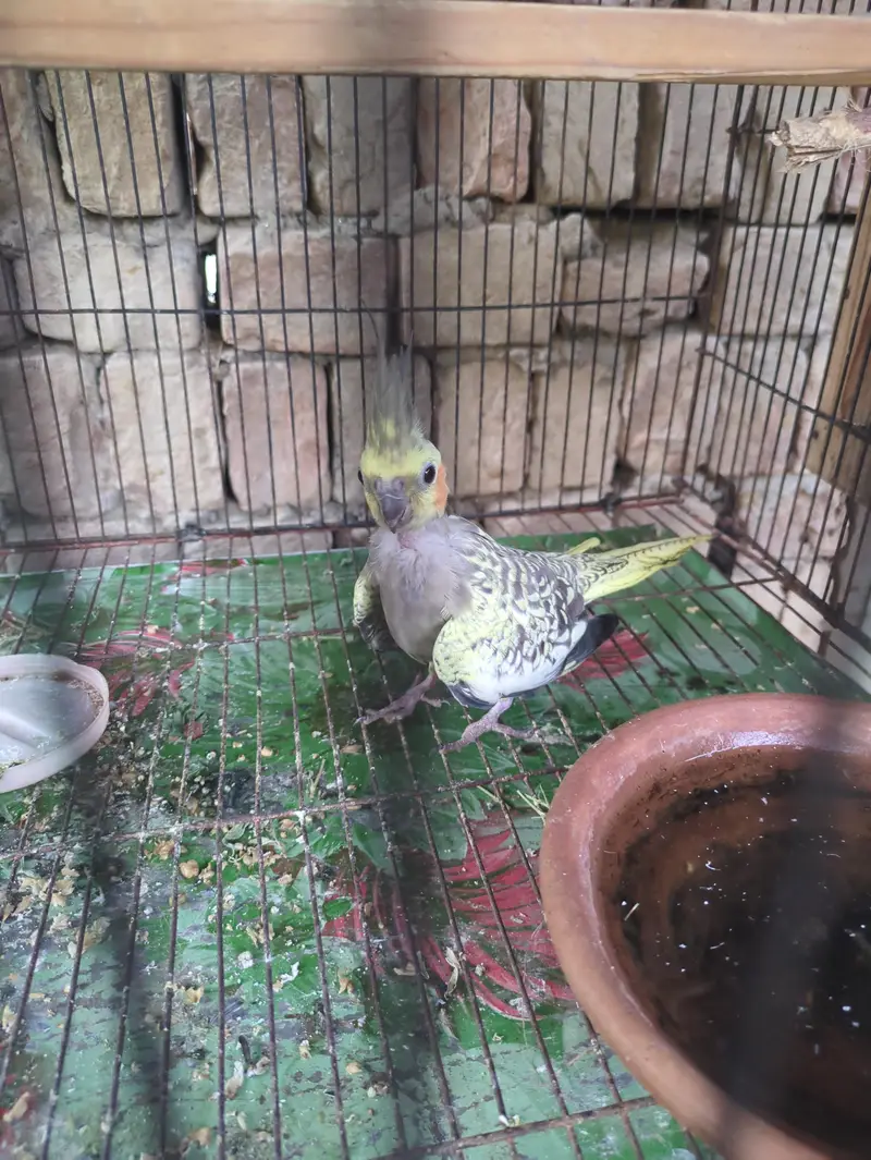 All parrot — photo 4