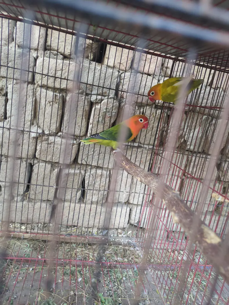 All parrot — photo 5