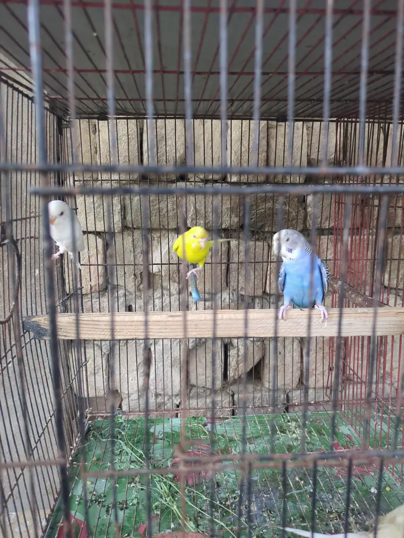 All parrot — photo 6