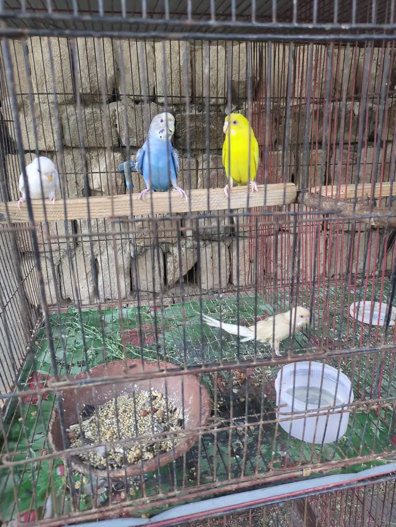 All parrot — photo 7