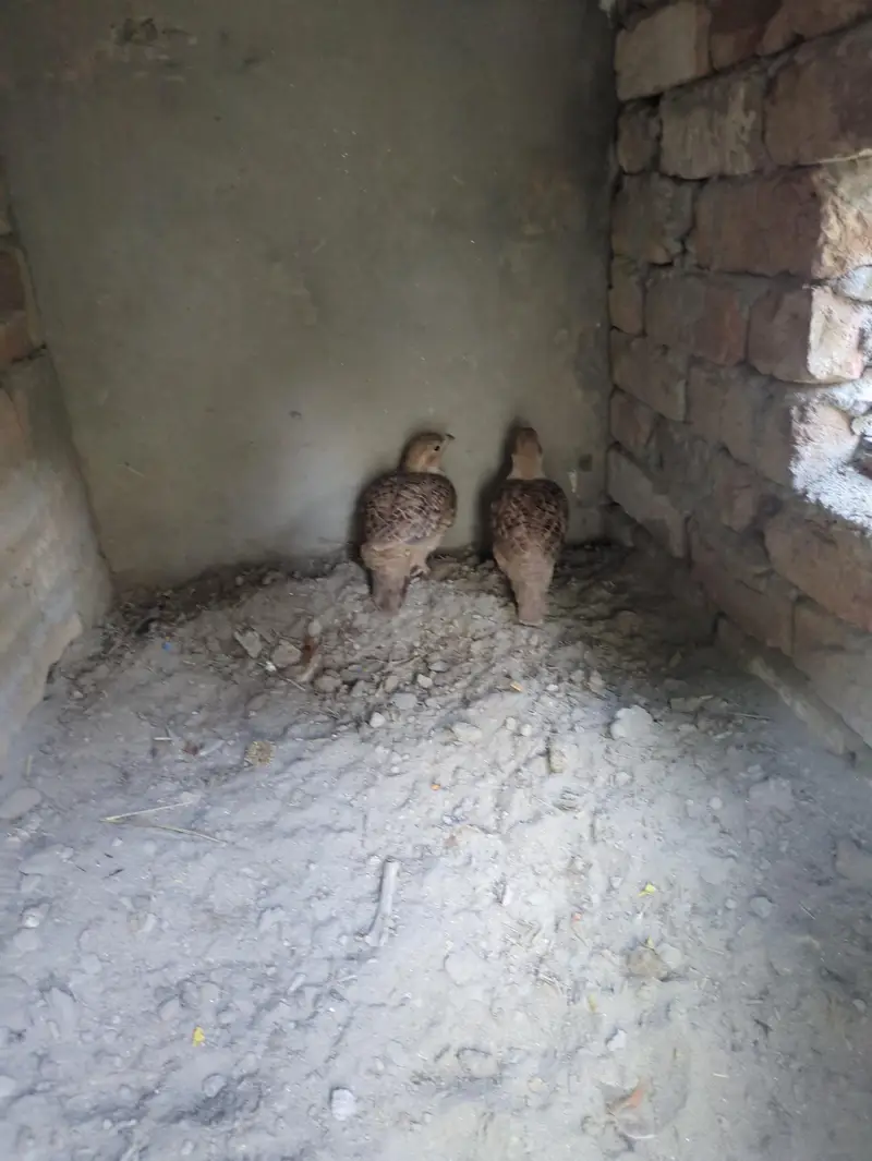All parrot — photo 8