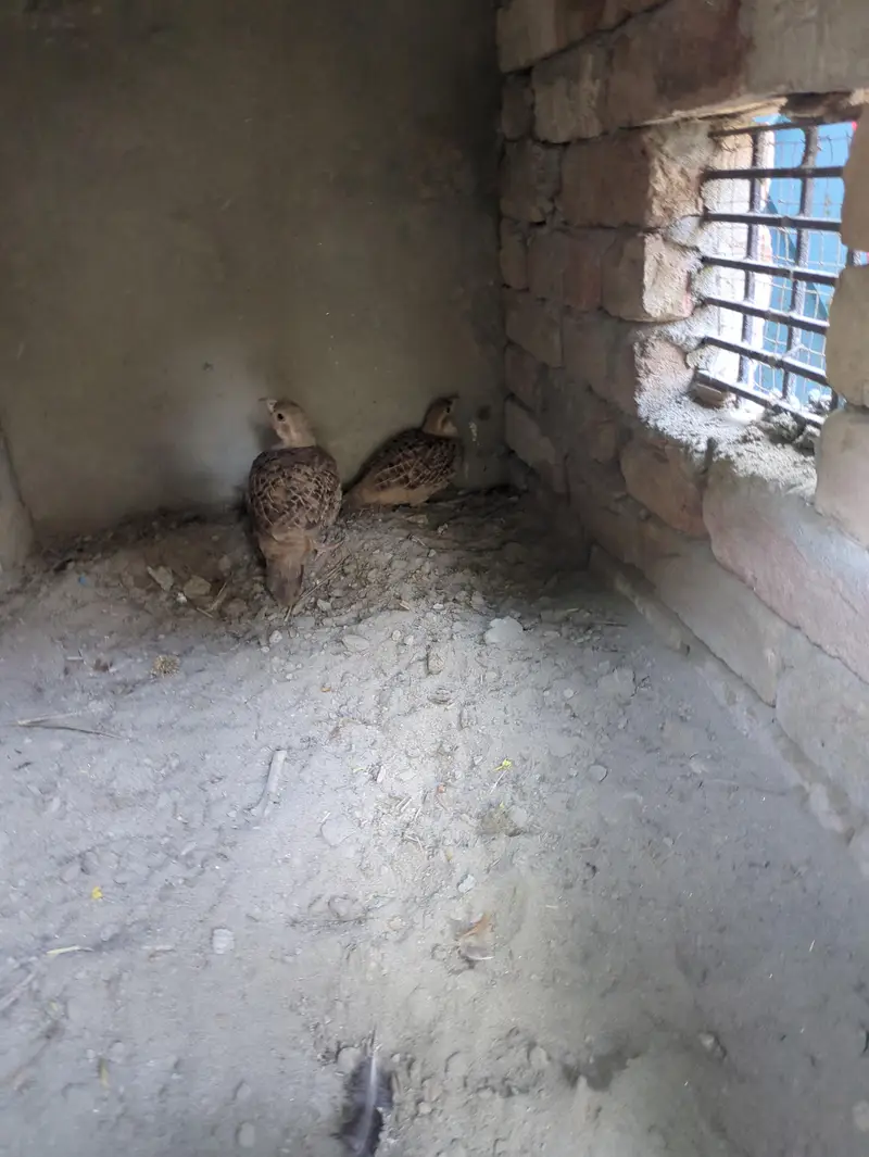 All parrot — photo 9