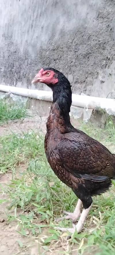 High Quality Aseel hen & White Desi murgha available
