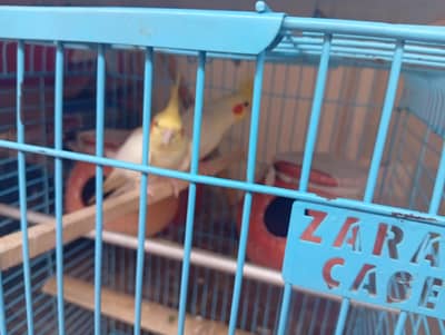 coktale breeder pair