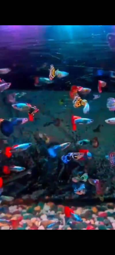 beautiful guppies Molly plateties and more fishes