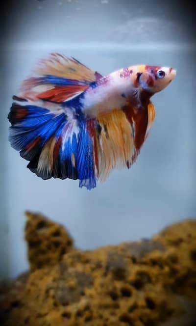 beautiful guppies Molly plateties and more fishes