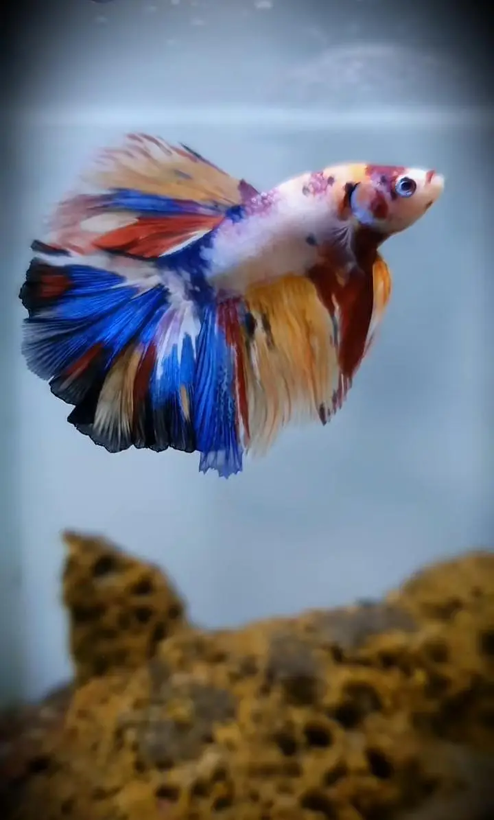 beautiful guppies Molly plateties and more fishes — photo 2