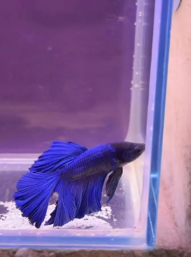 beautiful guppies Molly plateties and more fishes — photo 4