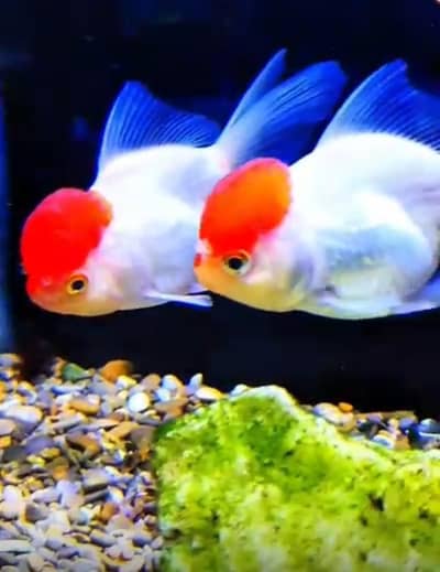 Top-Quality Exotic Freshwater Fish – Give Your Tank a Fresh Look!