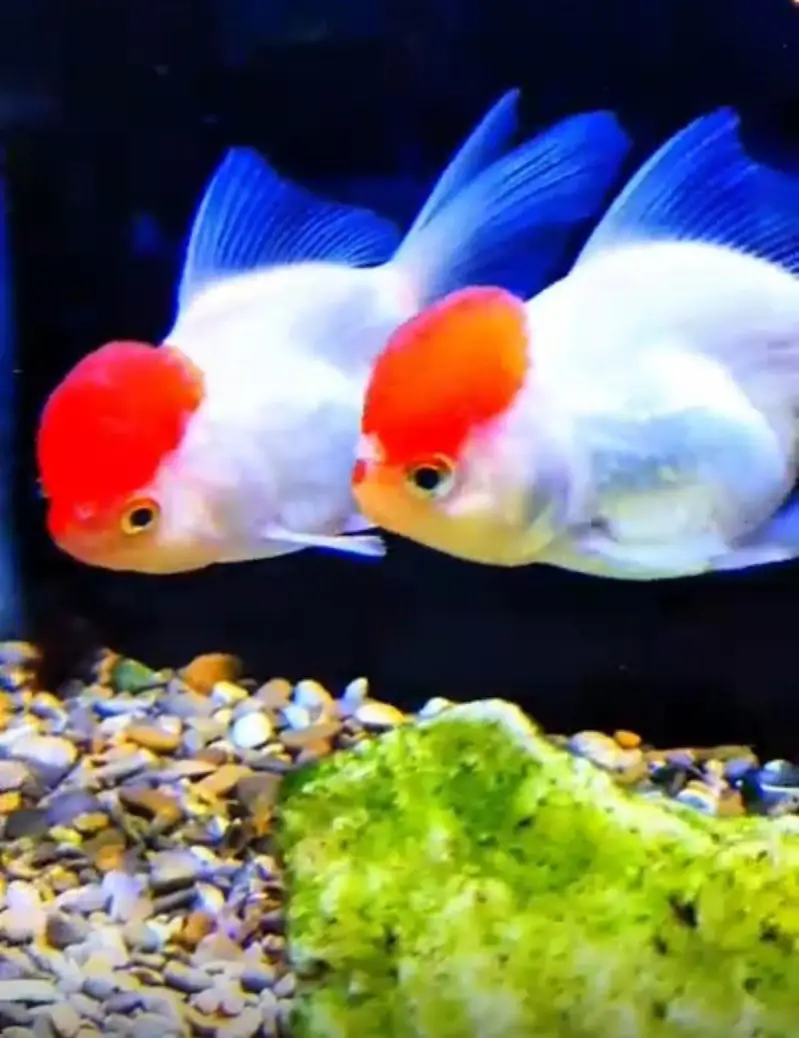 beautiful guppies Molly plateties and more fishes — photo 5
