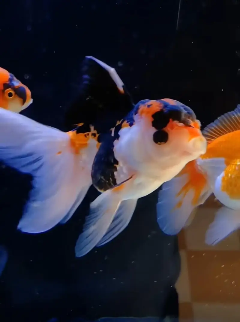 beautiful guppies Molly plateties and more fishes — photo 6