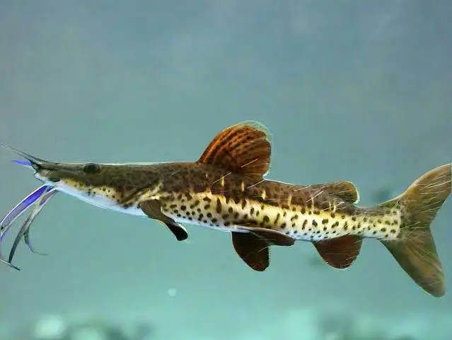 beautiful guppies Molly plateties and more fishes — photo 8