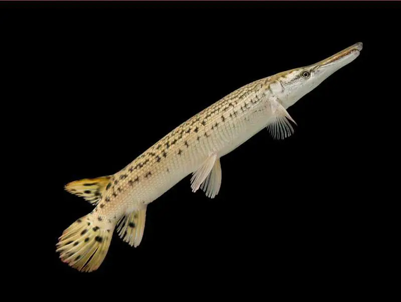 beautiful guppies Molly plateties and more fishes — photo 9