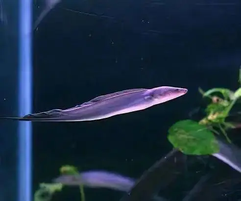 beautiful guppies Molly plateties and more fishes — photo 10