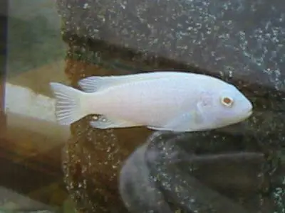 beautiful guppies Molly plateties and more fishes — photo 12