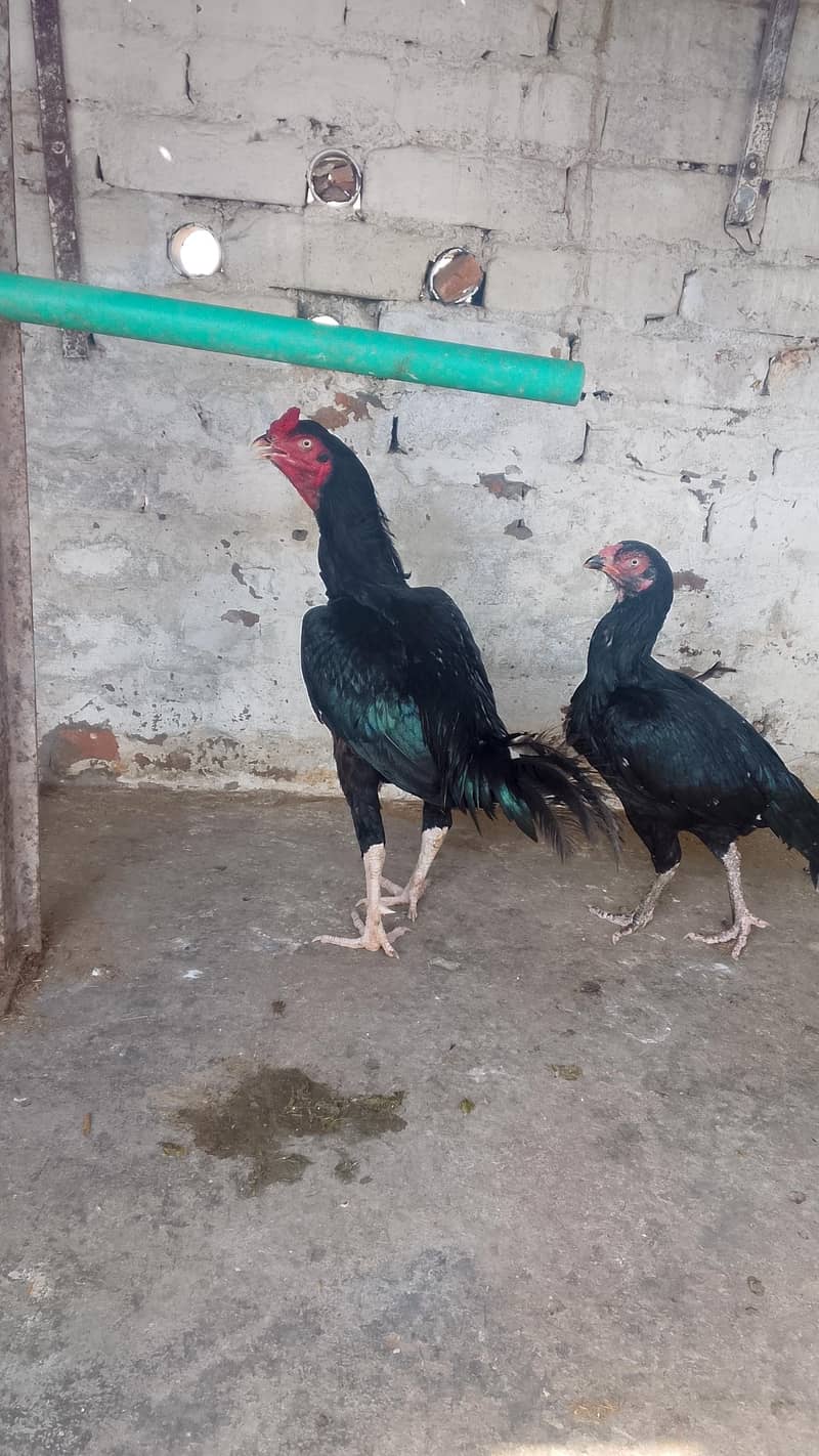 mushka pair 1