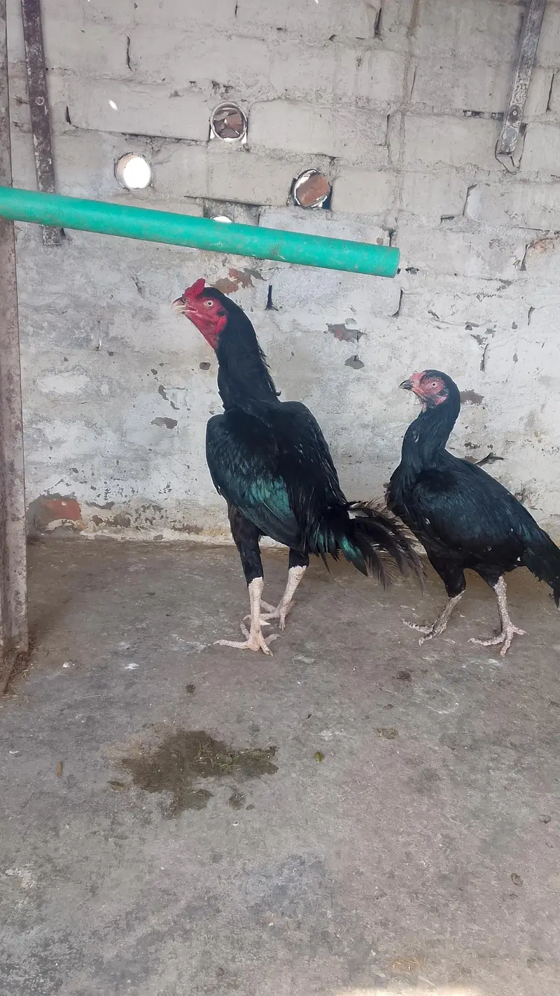 mushka pair — photo 2
