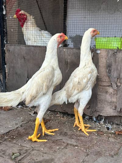 White ShamoPair