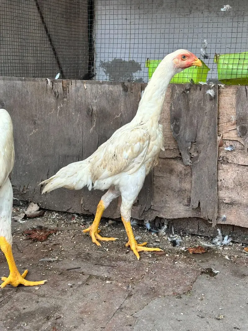 White ShamoPair — photo 2