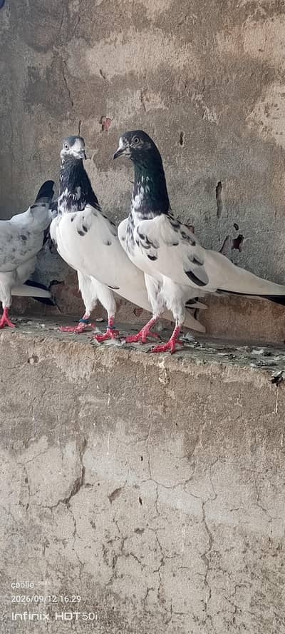 Taddi Females