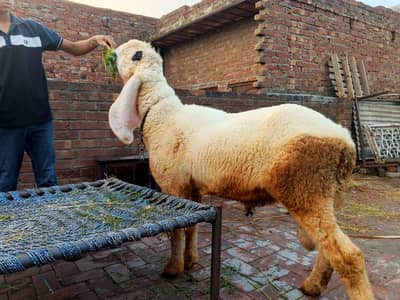 kajla chatra. 2 dant hn abhi height or weight kar raha ha. 13 mah ka ha