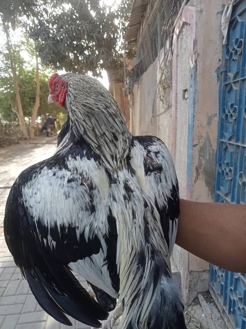 aseel murga 2