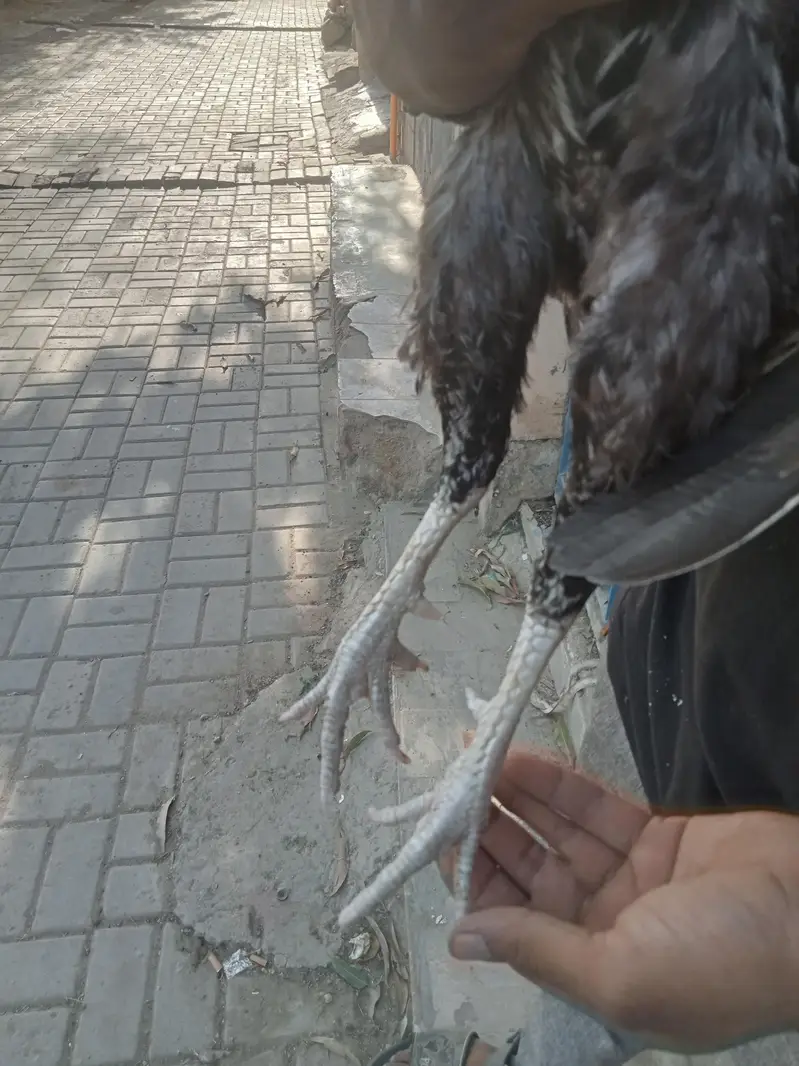 aseel murga — photo 4
