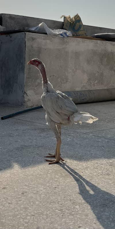 Shamo Aseel 4.5 months chicks.