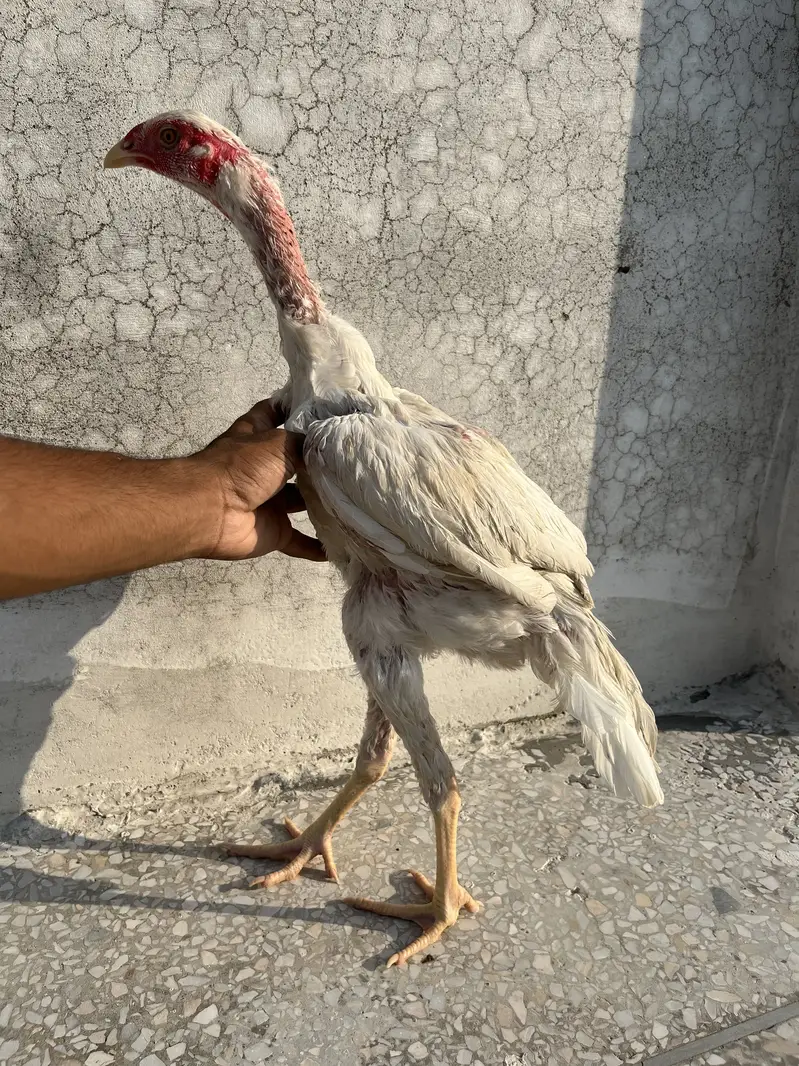 Shamo Aseel 4.5 months chicks. — photo 2