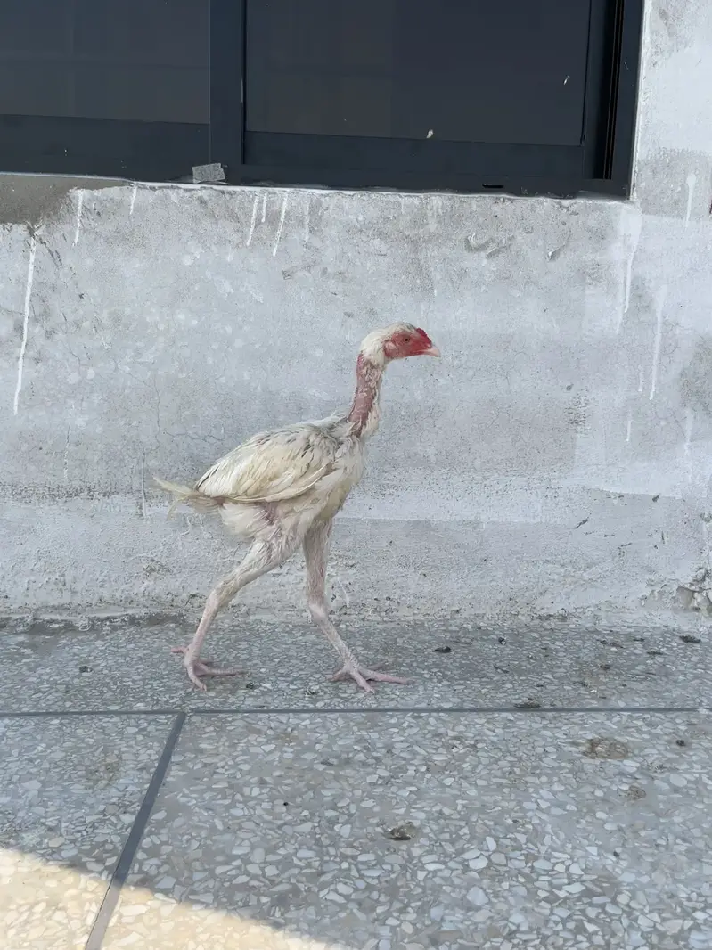 Shamo Aseel 4.5 months chicks. — photo 4
