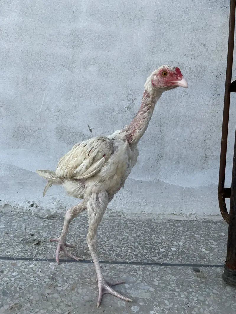 Shamo Aseel 4.5 months chicks. — photo 5