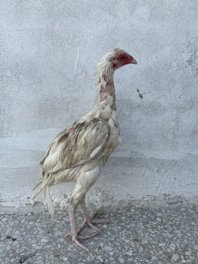 Shamo Aseel 4.5 months chicks. — photo 7