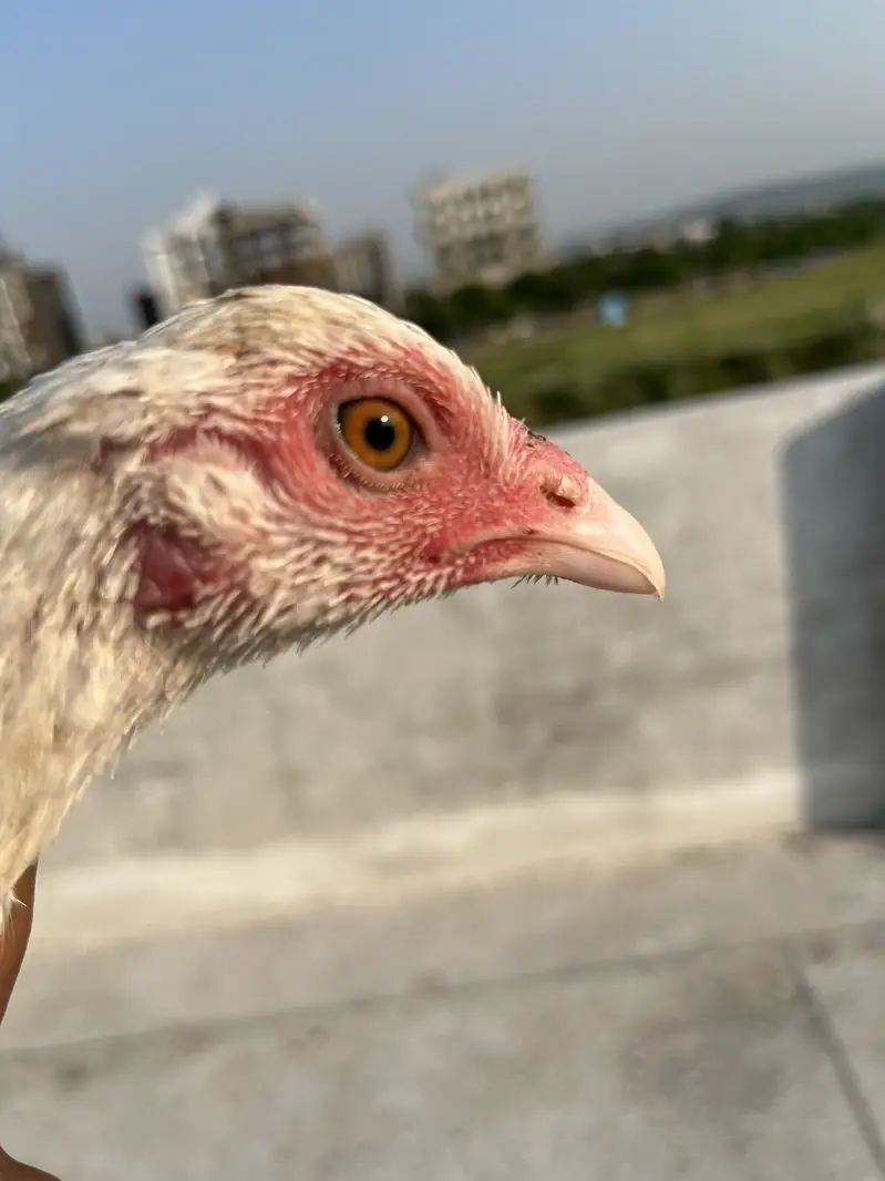Shamo Aseel 4.5 months chicks. — photo 8
