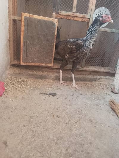 aseel sath mora 2 murge aik murgi urgent sale