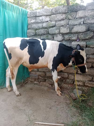 Male Buffalo for sale