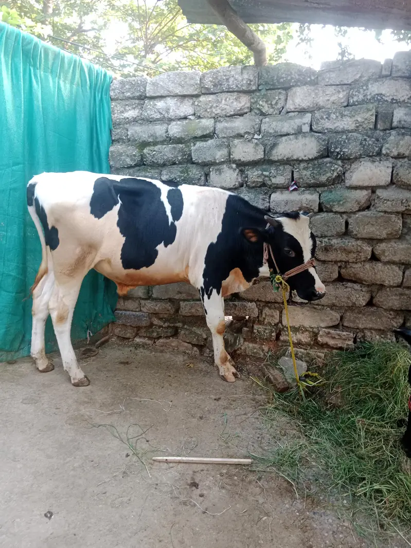 Male Buffalo for sale — photo 2