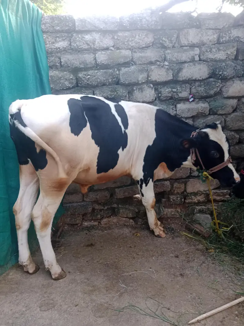 Male Buffalo for sale — photo 3
