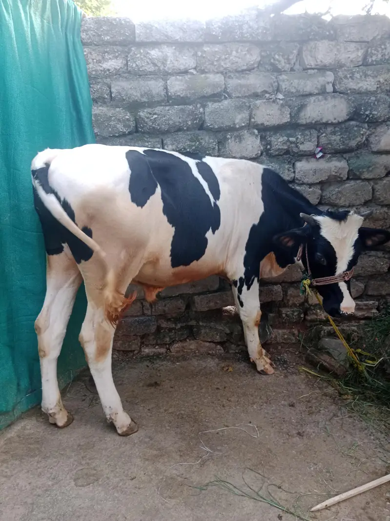Male Buffalo for sale — photo 4