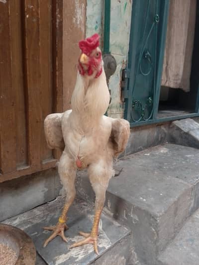 japnise shamo