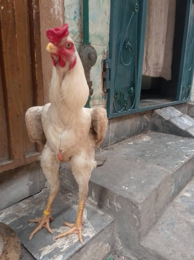 japnise shamo 1