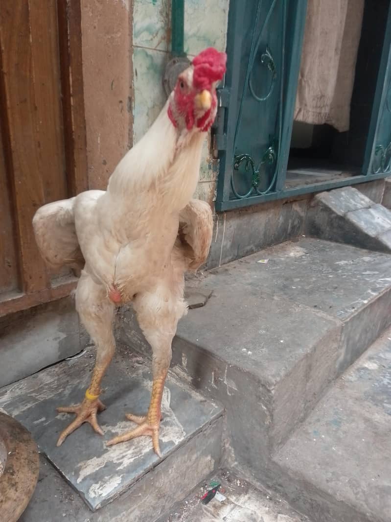 japnise shamo 2