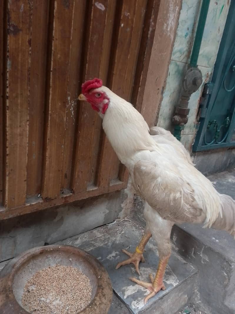 japnise shamo 3