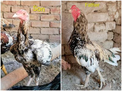 Aseel Cock and Hens