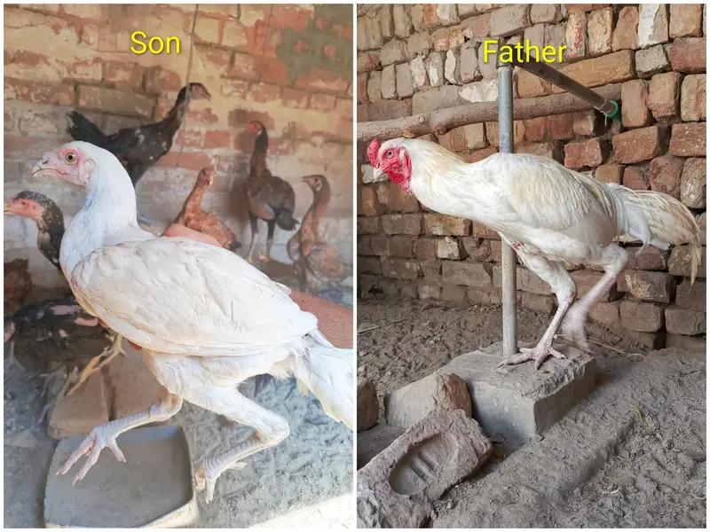Aseel Cock and Hens — photo 2