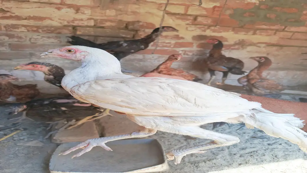 Aseel Cock and Hens — photo 3