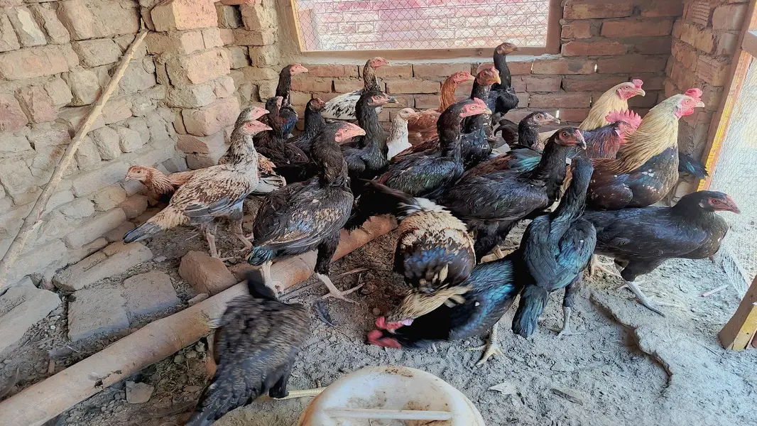 Aseel Cock and Hens — photo 4