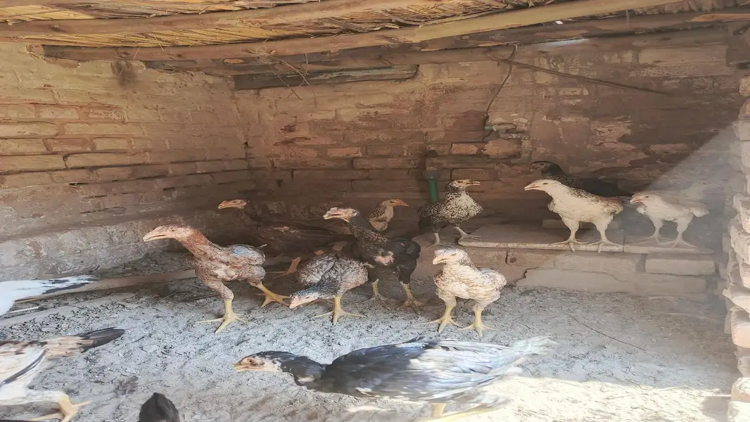 Aseel Cock and Hens — photo 5