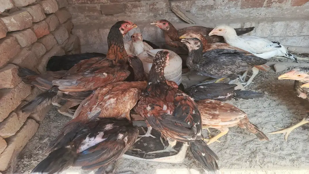 Aseel Cock and Hens — photo 6