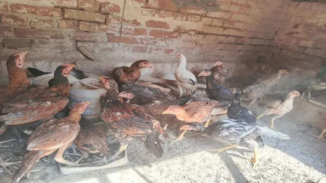 Aseel Cock and Hens — photo 7